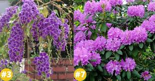 One of its few drawbacks is that its leaves tend to get powdery mildew on them by late summer. 18 Purple Flowering Shrubs That Ll Beautify Your Garden Diy Crafts