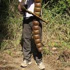 Image result for Entada stuhlmannii