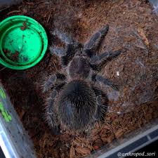 Image result for Strychnos mellodora