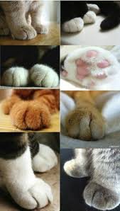 Kedi Kedi Kedi