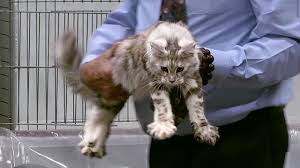 Stunning maine coon kittens for sale.ready to go at 23rd december.kittens will come vaccinated,microchipped,wormed, deflead,socialised,litter trained,eating solid foods.they also come with small bag od royal canin kitten dry food and some wet food an. Cfa International Show 2019 Longhair Kitten Class Judging Maine Coons Youtube