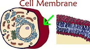 We did not find results for: 12 Cell Project Ideas Cells Project Animal Cell Cell