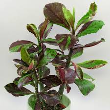 Image result for Euphorbia umbellata