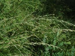 Image result for Rhytachne robusta