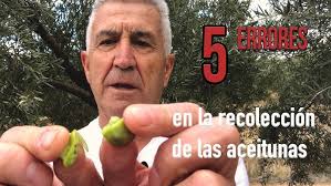 Como aliñar aceitunas partidas o machacadas