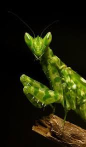 Pin By Thomas Forbes On Insects And Arachnids Cool Insects Beautiful Bugs Animals Bugs