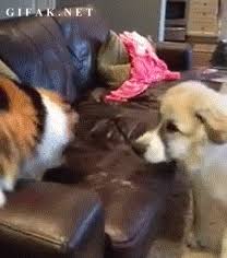 Looking for hilarious dog gifs? Fat Dog Cartoon Gif