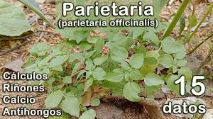 Image result for Parietaria