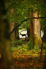 Cuisine Campagne Foret Belle Photo Foret Enchantee