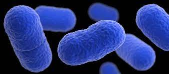 Listeria monocytogenes is a bacterium infectious to humans and causes the illness listeriosis. Listeria Listeriosis Listeria Cdc