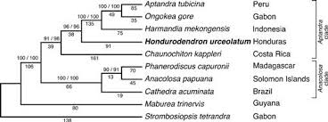 Image result for Strombosiopsis tetrandra
