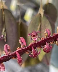 Image result for Bulbophyllum scaberulum