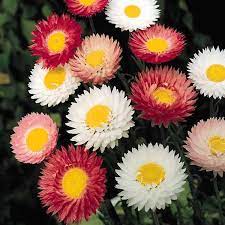 Find here details of companies selling daisy flower, for your purchase requirements. Paper Daisy Seeds For Sale Annual Flower Seeds
