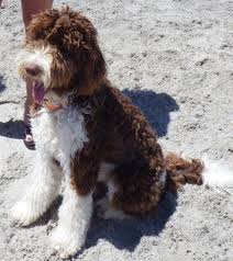 Mosscreekgoldendoodles Goldendoodle Englishgoldendoodle Puppy Goldendoodlebreeder Goldendoodle Puppy Labradoodle Puppy White Labradoodle