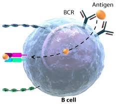 Image result for B-Lymphocyte
