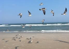 Image result for seagull