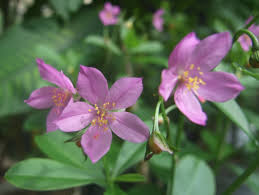 Image result for Talinum fruticosum