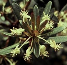 Image result for Xerophyta wentzeliana