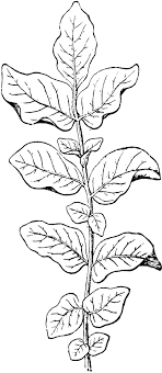 We did not find results for: Potato Plant Leaf Clipart Etc