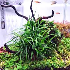 Image result for Eriocaulon buchananii