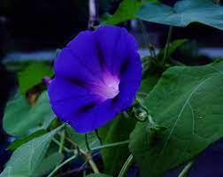 The term violet was originally derived from the latin word viola, which refers to the name of the violet flower. violet, on the other hand, has a wavelength and is a color that sits between blue and ultraviolet. 40 Types Of Blue Flowers With Pictures Flower Glossary