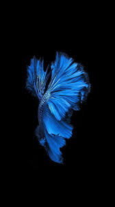 Blue Fighter Fish Fish Wallpaper Fish Wallpaper Iphone Betta Fish