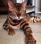 The Joys and Hazards of Living With a Pet Bengal Cat ...