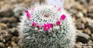 The old lady cactus is native to mexico. Mammillaria Cactus Care Learn To Grow The Pincushion Cactus