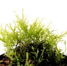 Image result for Crepidomanes