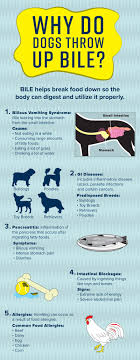 Causes Of Dogs Throwing Up Bile Include Bilious Vomiting Syndrome Gi Diseases Pancreatitis Intestinal Dog Throwing Up Throwing Up Bile Dogs Health Remedies