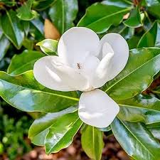 Image result for Pupalia grandiflora