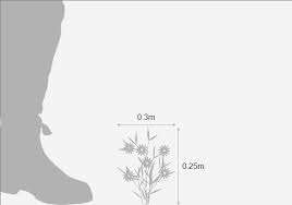 Buy speedwell Veronica Shirley Blue: £9.99 Delivery by Crocus