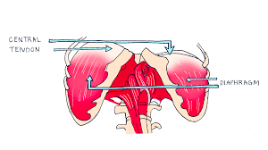 This divides your chest from your abdomen. Singing Tips Archives Page 3 Of 3 The Naked Vocalist