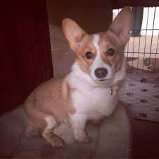 puppy growth chart charlie welsh corgi pembroke female