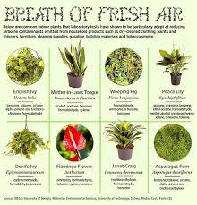 They essentially do the opposite of what we do when we breathe. Health Benefits Sheila S Blog