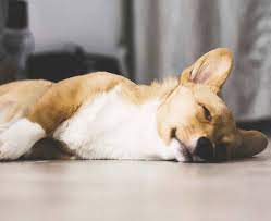Corgi puppies are very smart. Corgi Puppy Sleeps A Lot What You Need To Know Houndgames