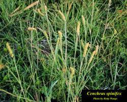 Image result for Cenchrus incertus