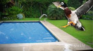 Think staycations how much you'll spend on the construction of a new swimming pool will depend on the type of pool you choose. How To Keep Ducks Out Of Your Pool