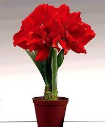 Pin On Amaryllis