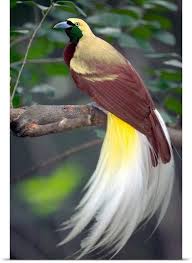 Raggiana Bird Of Paradise Papua New Guinea Pin On Critters