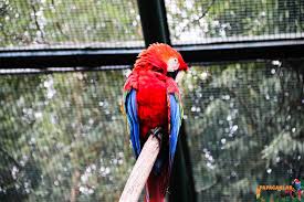 Ara Macaw Fiyat 2020 Papagan Papaganlar Hayvan