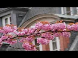 музыка из фильма мой ласковый и нежный зверь слушать Youtube Rozovye Cvety Cvety Muzyka