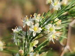 Image result for Asparagus laricinus