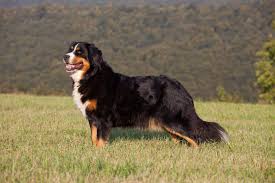 Meet libra, a stunning bernese mountain dog puppy! Bernese Mountain Dog Info And Advice Zooplus Magazine