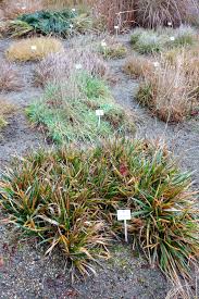 Image result for Harpachne