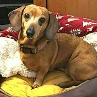 Hide this posting restore restore this posting. Available Pets At Oregon Dachshund Rescue Inc In Portland Oregon Dachshund Puppy Miniature Dachshund Adoption Dachshund Love