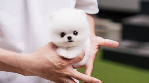Mini Teacup White Pomeranian Adorable And Cute Puppy Youtube