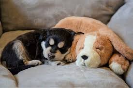 Snuggle puppy heat pack uk. Puppy Heartbeat Toy Why Your Dog May Need One Great Pet Care