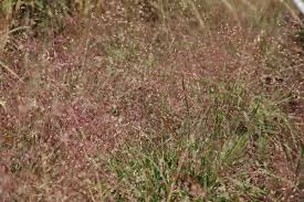 Image result for Eragrostis canescens