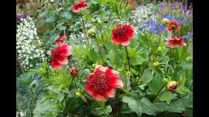 Check spelling or type a new query. Growing Dahlias In Pots Youtube
